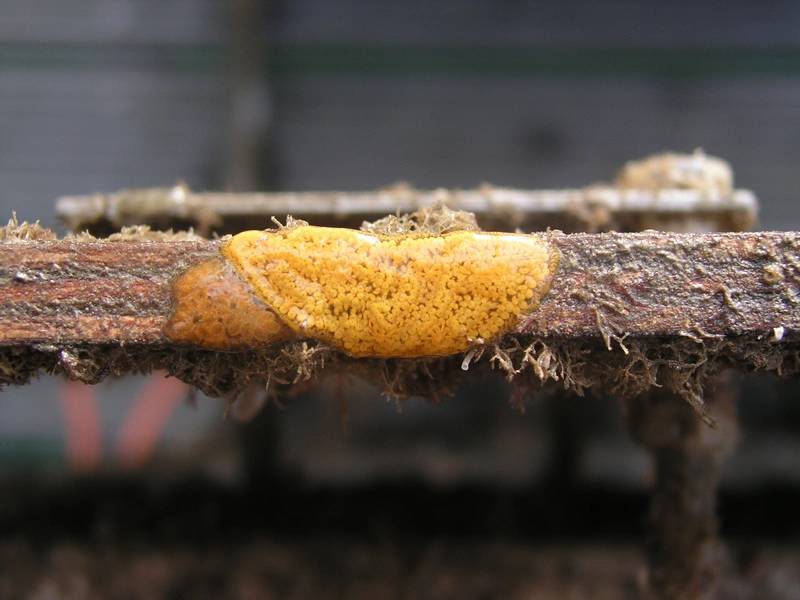 Inkrustierende Biofouling-Organismen auf einer metallischen Oberfläche. Kredit: Maria Salta