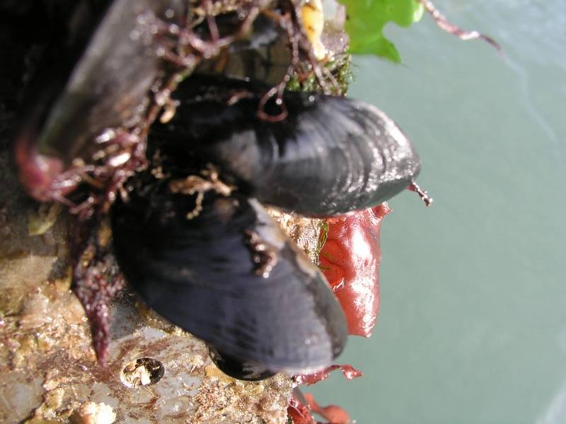 Organismos biofouling em uma superfície plástica (mexilhões, algas e briozoários). Crédito: Maria Salta