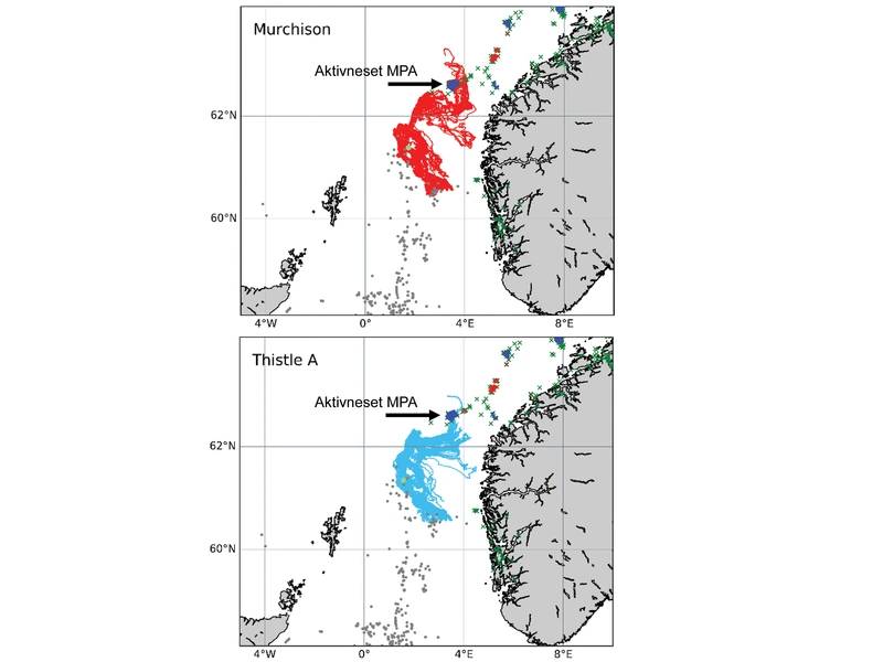 INSITEフェーズ1プロジェクト「ANChor」によって実行されたシミュレーションは、Lophelia pertusaのサンゴをThistle Aから保護し、現在では廃止されたMurchisonプラットフォームから守ることができる海洋経路を示しています。 INSITEフェーズ1 ANChorプロジェクトからの画像。