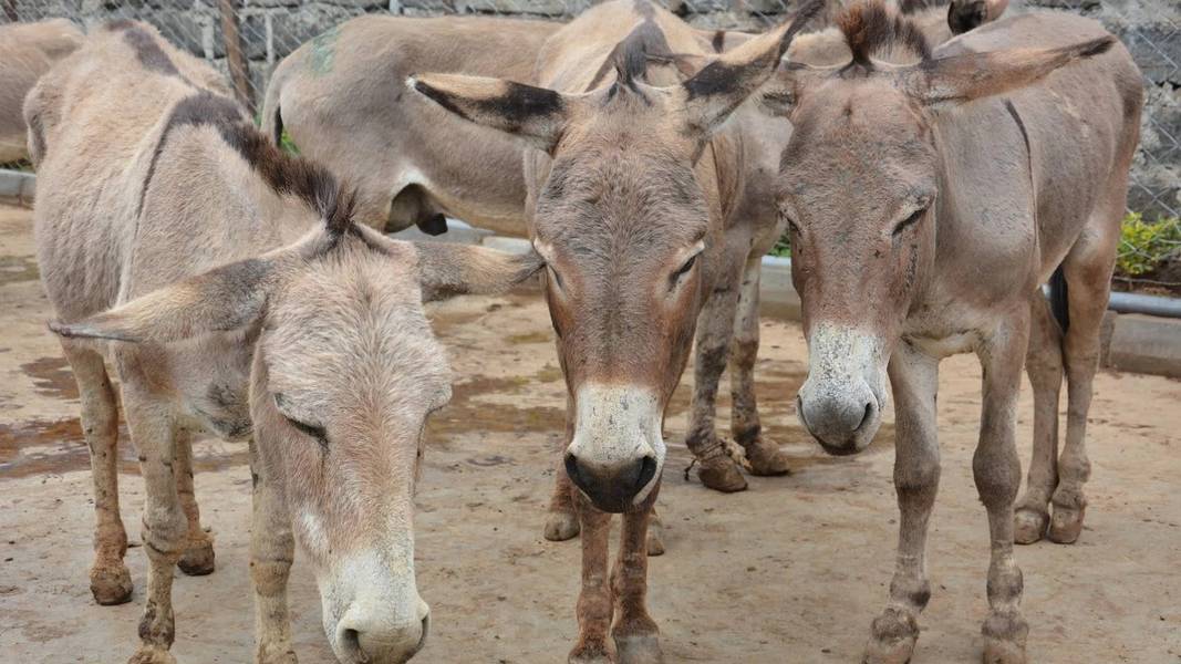Πηγή: Το Καταφύγιο Γαϊδουριών