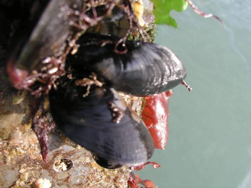 塑料表面上的生物污染生物（贻贝，藻类和苔藓虫）。图片来源：Maria Salta