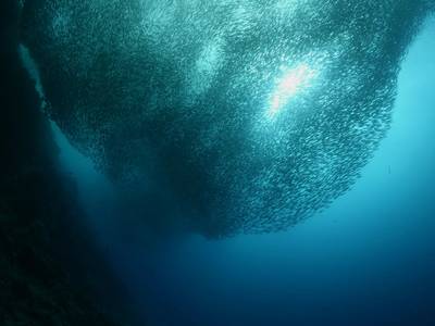 © underocean / Adobe Stock