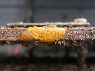 एक धातु सतह पर biofouling जीवों को Encrusting। क्रेडिट: मारिया साल्टा