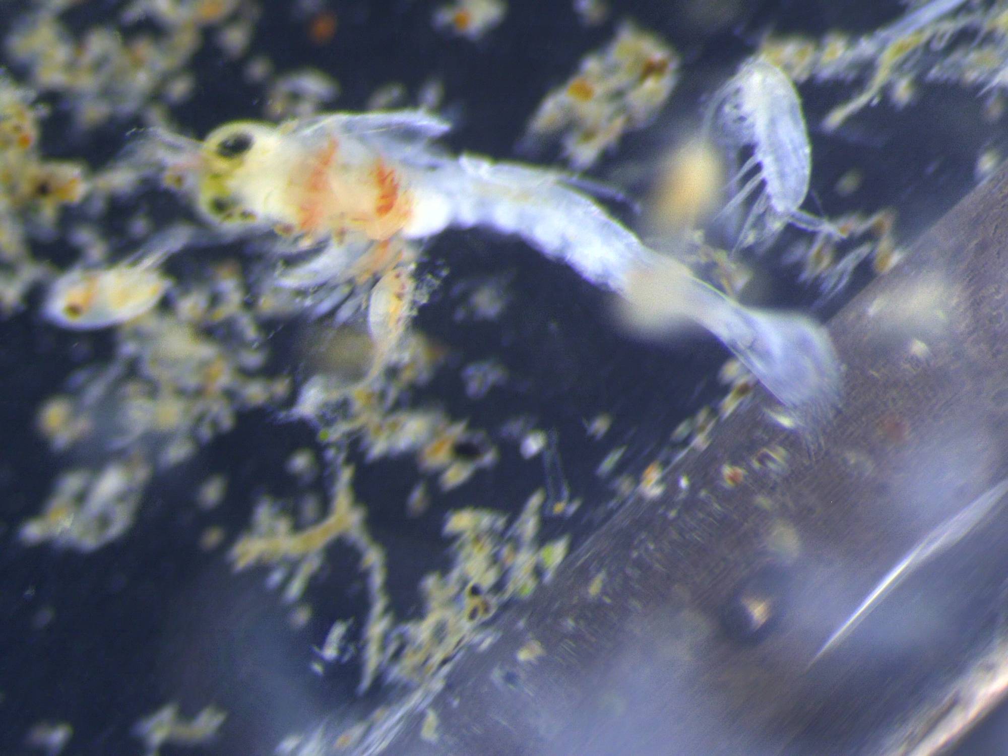 Vessel Ballast Water Management Getting The Numbers