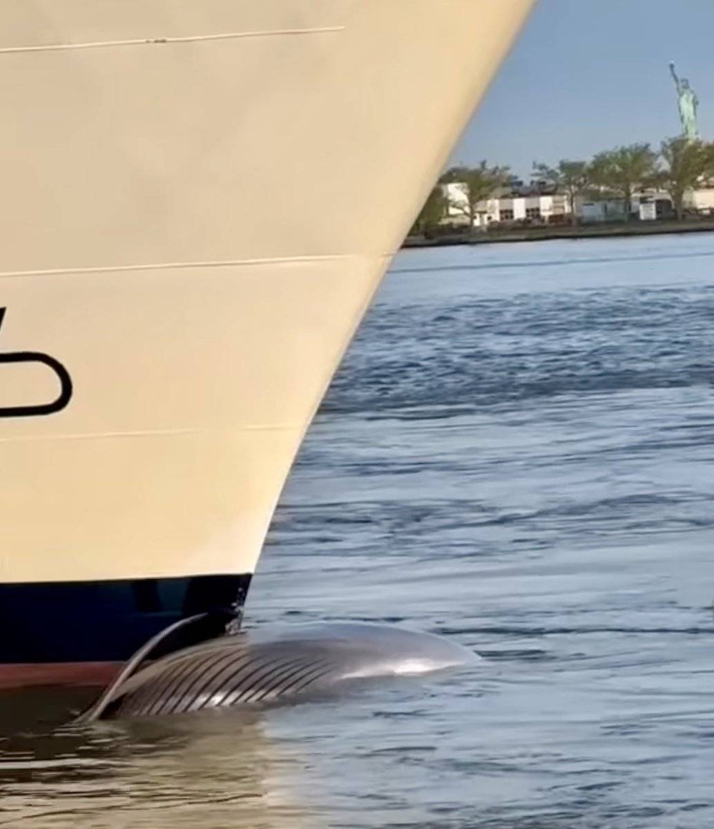 Cruise Ship Arrives In New York With 44-Foot Whale