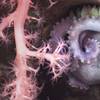 A brooding mother octopus shelters her eggs behind two different types of corals. The image was made by pilots using a robot to explore the north wall of the Mar Del Plata submarine canyon in Argentina, as part of a scientific expedition. The deepest point is over 3,500 meters – twice as deep as the Grand Canyon. The science team documented rich biodiversity, including deep-sea coral reef environments filled with sea anemones, sea cucumbers, sea urchins, snails, and others.
Image courtesy Schmid