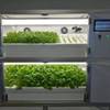 A Hydroponic Vegetable Grower for Ship Image courtesy: Tokei Kaiun