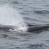 Credit: NOAA Fisheries/Errol Ronje (Permit #14450)
