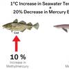 Human exposure to mercury through seafood is predicted to increase. Credit: Harvard SEAS