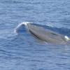 Source: NOAA Fisheries