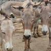 Source: The Donkey Sanctuary