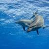 © Tropicalens / Adobe Stock