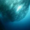 © underocean / Adobe Stock