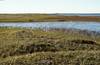 A coastal plain within the Arctic National Wildlife Refuge (Photo: USFWS)