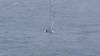 An Air Station Corpus Christi rescue swimmer is deployed for two rescues in the Gulf of Mexico and audio of a distress call from one of the mariners on VHF-16. (screenshot from USCG video)