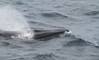 Credit: NOAA Fisheries/Errol Ronje (Permit #14450)