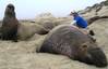 Deep diving animals & Michael Tift: Photo credit NMFS permit #14636 SIO