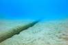 Finland's Cinia said submarine telecoms cable between Finland and Germany had been repaired. Credit: Adobe Stock/norimoto