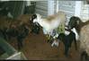 lambs on a livestock carrier (Source: Dr Lynn Simpson)