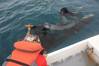 Only one of the dolphins survived to be released back into the wild (Credit: DolphinProject.com)