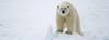 Polar bear Photo WWF