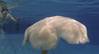 Robotic Jellyfish 'Cyro': Photo courtesy of Virginia Tech College of Engineering