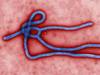 The Ebola Virus: Image courtesy of Maritime London