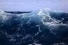 The ocean get heat from the tropical regions and release them to the mid-latitudes, especially over the routes of the subtropical western boundary currents. In a warming climate, the subtropical western boundary currents (except the Gulf Stream) are going to be stronger and shifting toward the poles. They will bring more heat and contribute to a much warmer climate over the adjacent regions (e.g.., Japan, China). (Foto Frank Rödel)