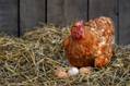 Egg Exports from Brazil Spike