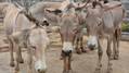 Swire Shipping Bans Carriage of Donkey Skins