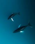 SPACEWHALE: Space Tech, AI meet to Monitor Whales from the Heavans