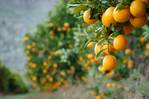 South Africa Halts Orange Exports Due to Fungus