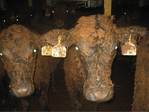 Brazil Bans Live Animal Exports
