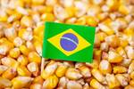 Brazil on Track to Become World Maize Export Leader in ’23