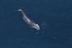 NOAA Proposes New Vessel Speed Regulations to Protect North Atlantic Right Whales