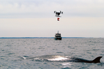 VIDEO: BOEM, NOAA Use Drones to Tag Endangered Whales