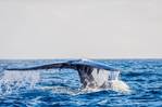 Swire Bulk Reroutes off Sri Lanka to Avoid Whale Strikes