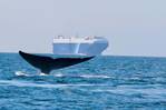 New Whale Protections to Impact Shipping Lanes off California