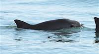 Vaquita species has been described as the world's rarest marine mammal - Credit: SEMARNAT/Flickr - Public Domain License
