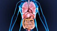 The human body's organs and blood could be compared to individual components and the fluid within hydraulic/lubrication system. © PIC4U/AdobeStock