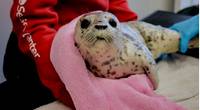 Photo: The Alaska Chadux̂ Network (ACN) and the Alaska SeaLife Center (ASLC)
