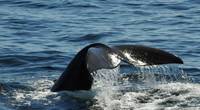 Right whale "lobtails" as researchers watch from a distance. Photo taken by Marine Environmental Observation, Prediction and Response Network (MEOPAR).