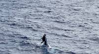 A missing boater was found clinging to the hull of his capsized vessel. (Photo credit: a crew member aboard containership Angeles via U.S. Coast Guard)