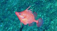 A striking image of Hollardia goslinei. This is a species of deep-water spike fish native to Hawaii. ROV footage of this species occurring in Australia puts it very far away from its known 'home' range. © Schmidt Ocean Institute