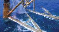 A common ling, Molva molva, swims amongst an almost coral reef-like habitat created by oil and gas infrastructure. Image from Insite.