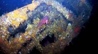 Coral-encrusted USS Abner Read stern wreckage. (Courtesy of Project Recover)