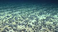 Manganese nodules on the Atlantic Ocean floor off the southeastern United States, discovered in 2019 during the Deep Sea Ventures pilot test. (Photo: NOAA)