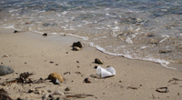 Polystyrene pollution at the tide’s edge. Photo by Jayne Doucette, Woods Hole Oceanographic Institution