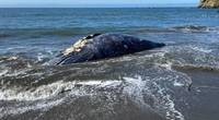 (Photo: The Marine Mammal Center)