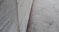Dead weevils along a wall of a bulk terminal warehouse (Photo: ABTO)